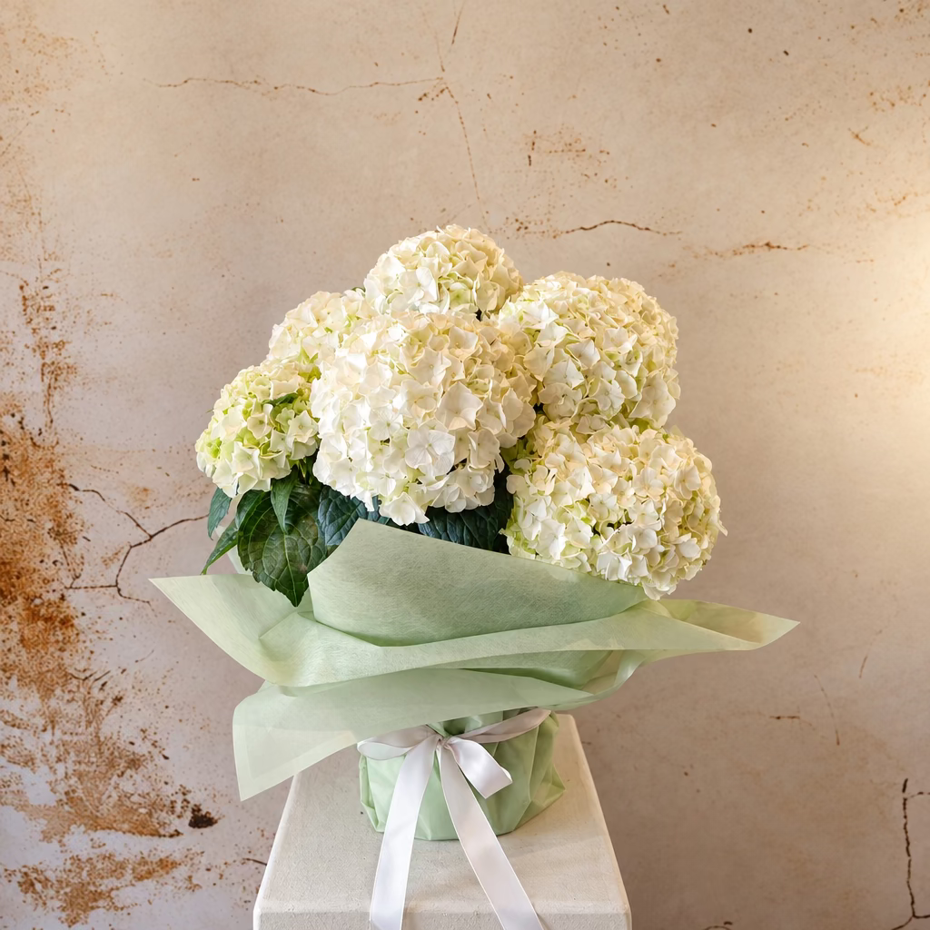 Hydrangea Plant Large