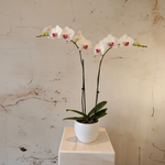 Load image into Gallery viewer, Phalaenopsis Orchid in ceramic pot