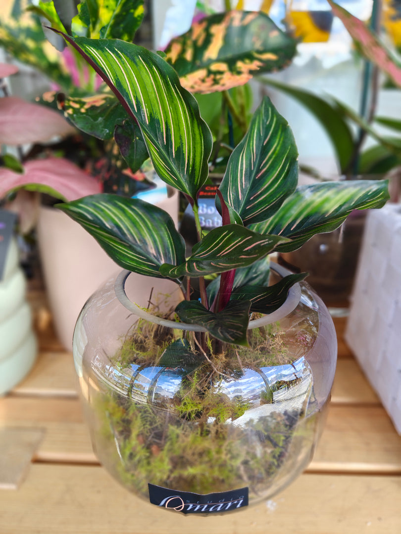 Calathea "Beauty Star"