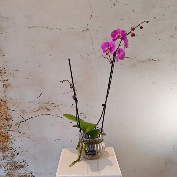 Phalaenopsis orchid in glass pot