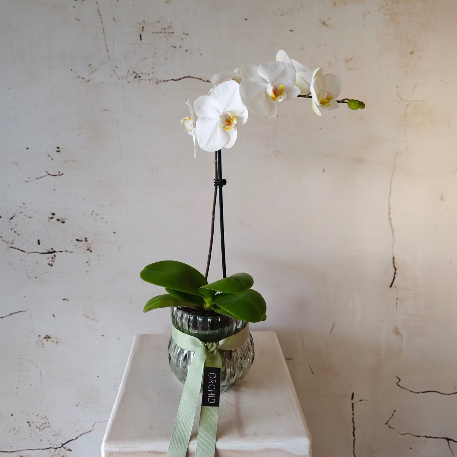 Phalaenopsis Orchid Plant in glass pot