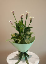Load image into Gallery viewer, Bicolour Calla Lily plant
