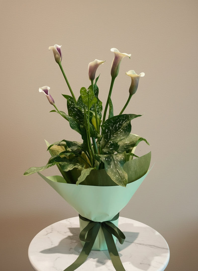 Bicolour Calla Lily plant