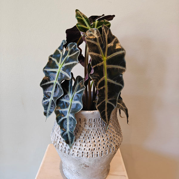 "Alocasia" plant in handmade pot