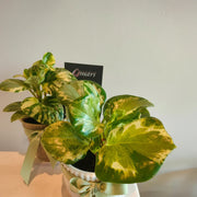 Peperomia 'Speckled Marble' indoor plant in ceramic pot