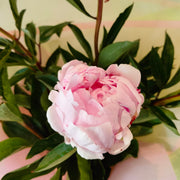 Sarah Bernhardt- Peony bouquet in vase