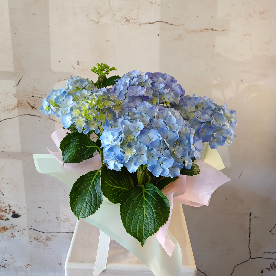 Hydrangea Plant Small