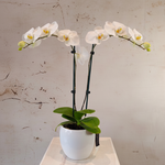 Load image into Gallery viewer, Phalaenopsis Orchid in ceramic pot