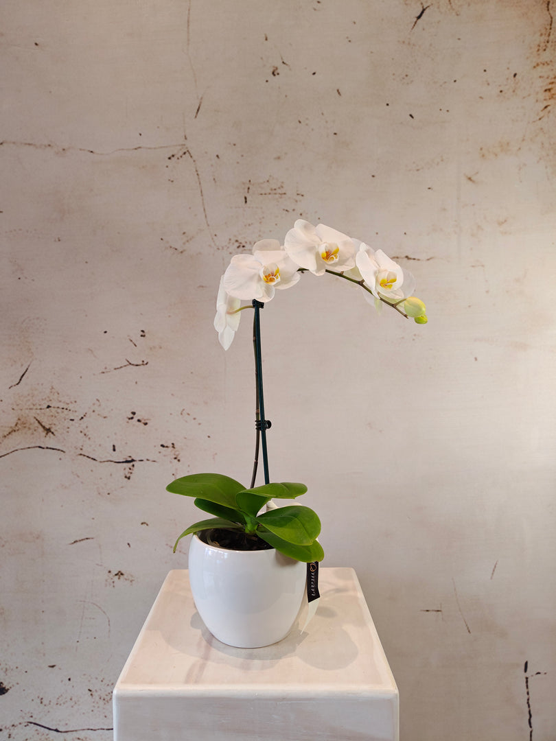 Phalaenopsis Orchid in ceramic pot