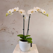 Phalaenopsis Orchid in ceramic pot