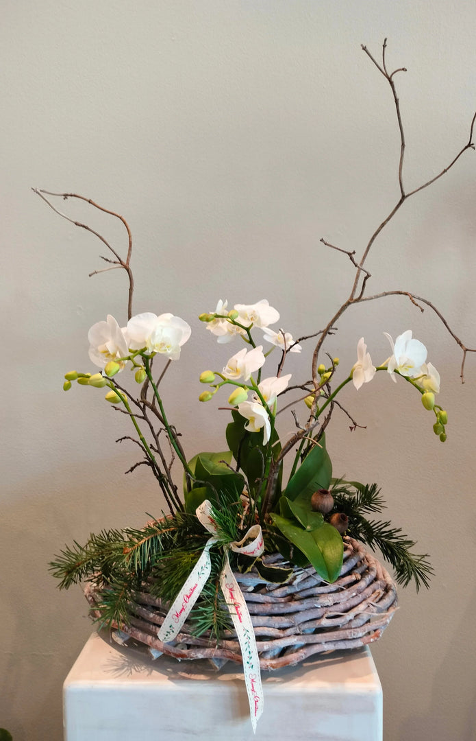 "Time Travel" arrangement with mini orchid plants