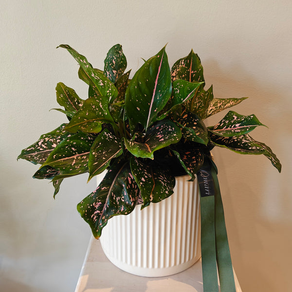 Aglaonema plant in ceramic pot