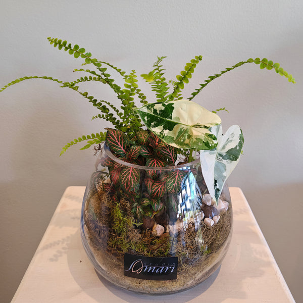 Terrarium style 3 plants arrangement