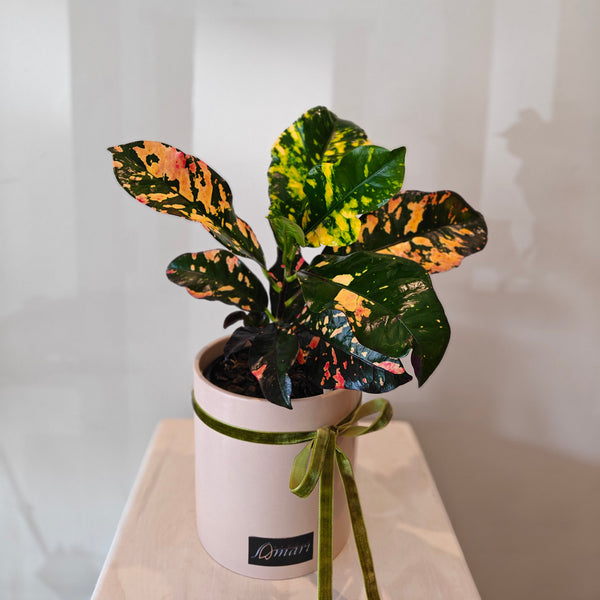 Croton "Magnificent" plant in ceramic pot