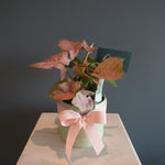 Load image into Gallery viewer, Syngonium "Neon" plant in ceramic pot