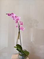 Load image into Gallery viewer, Phalaenopsis Orchid in glass pot