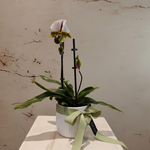 Load image into Gallery viewer, Orchid Lady's Slippers in ceramic pot