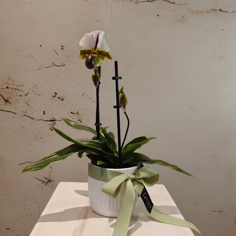 Orchid Lady's Slippers in ceramic pot