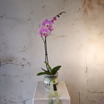 Load image into Gallery viewer, Phalaenopsis Orchid Plant in glass pot