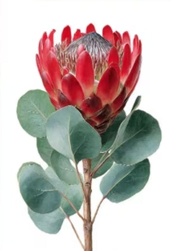 Protea flower - greeting card