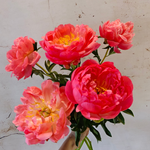 Load image into Gallery viewer, Coral Charm- 5 stems Peony bouquet