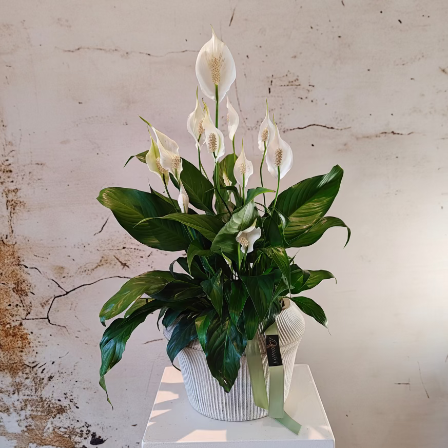 Large Peace Lilly plant in exquisite ceramic pot