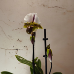 Load image into Gallery viewer, Orchid Lady's Slippers in ceramic pot