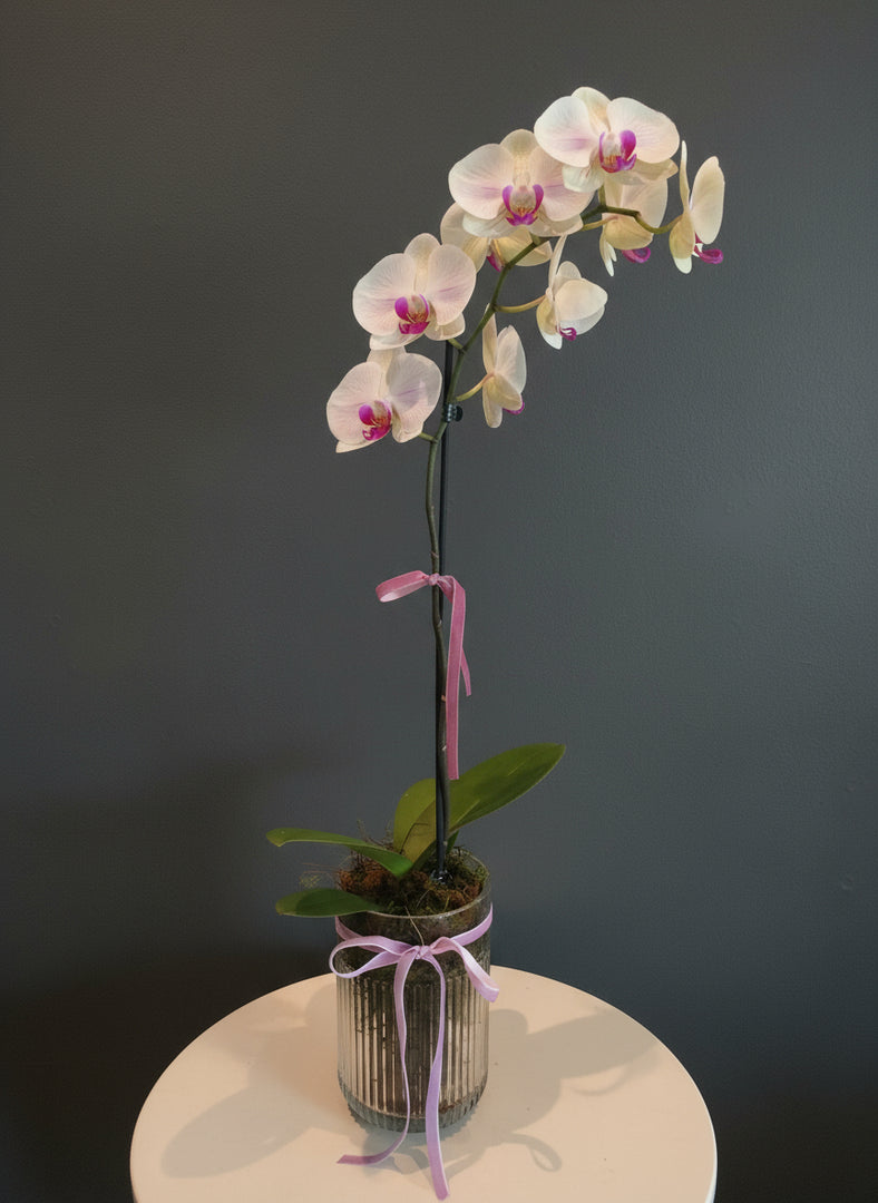 Phalaenopsis Orchid