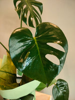 Load image into Gallery viewer, Monstera plant
