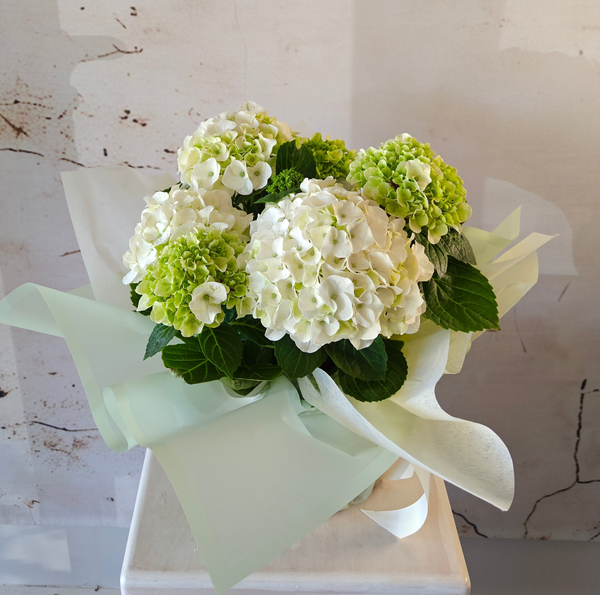 Hydrangea Plant Small