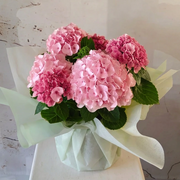 Hydrangea Plant Small