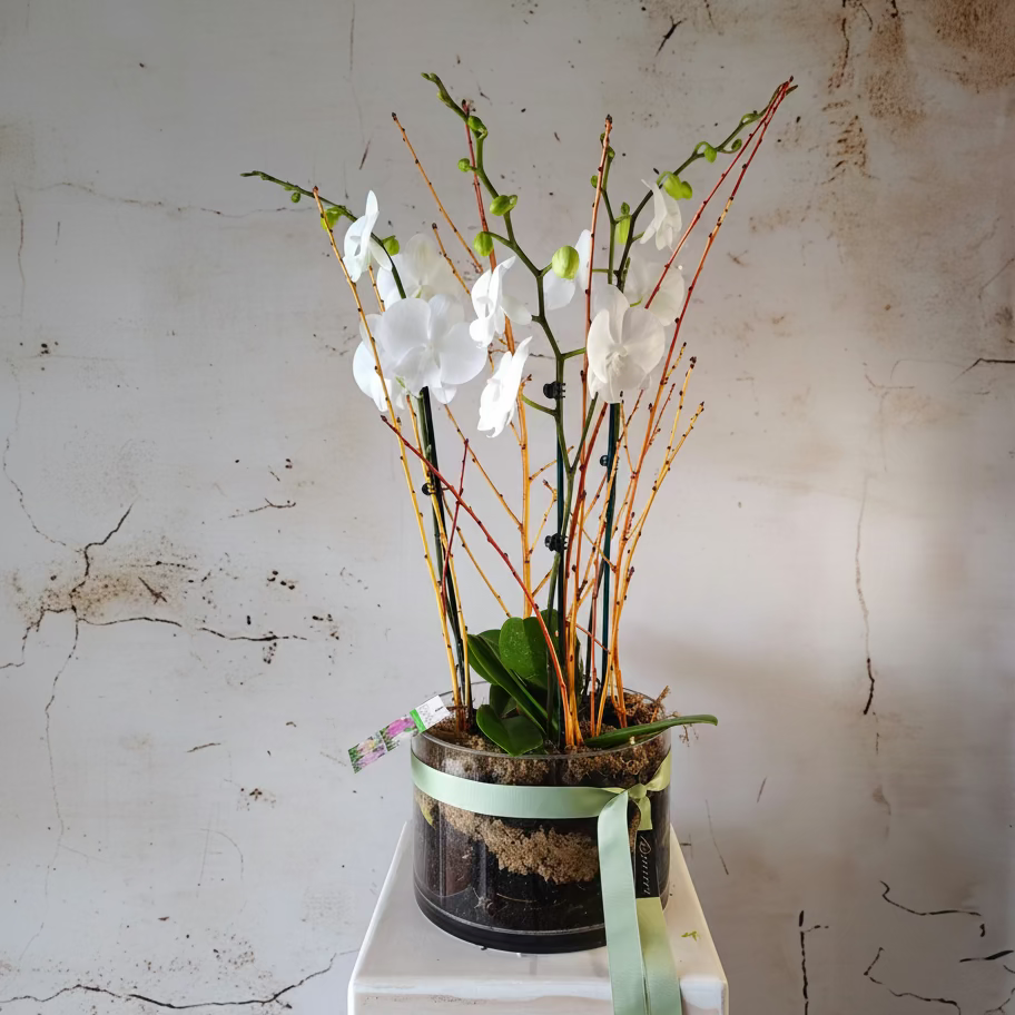 Three Phalaenopsis Orchids in glass pot