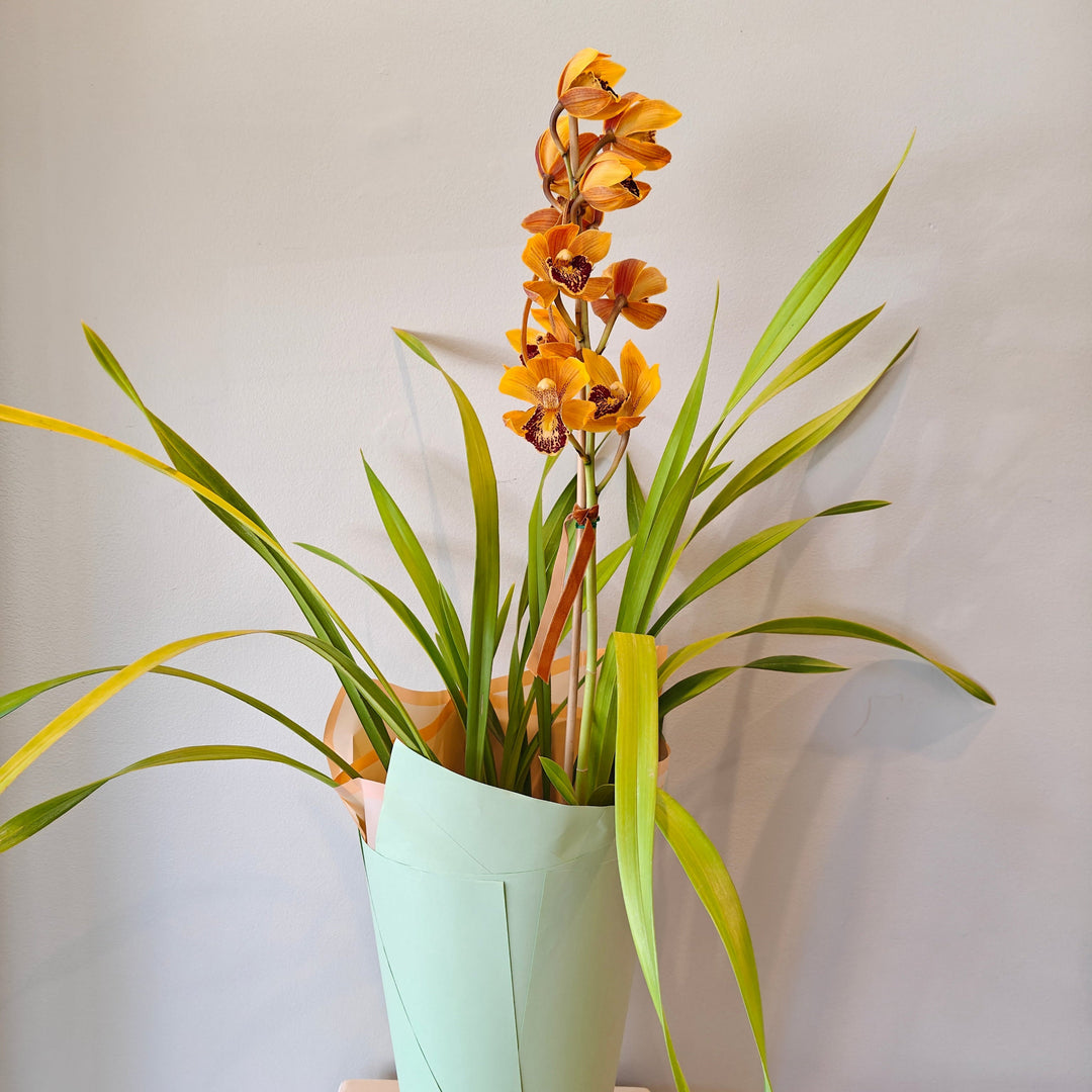 Orchid Cymbidium Plant - 1 flower spike