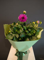 Load image into Gallery viewer, Dahlia plant
