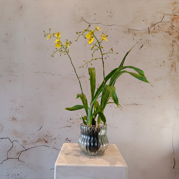 "Dancing Lady" Orchid plant in glass pot