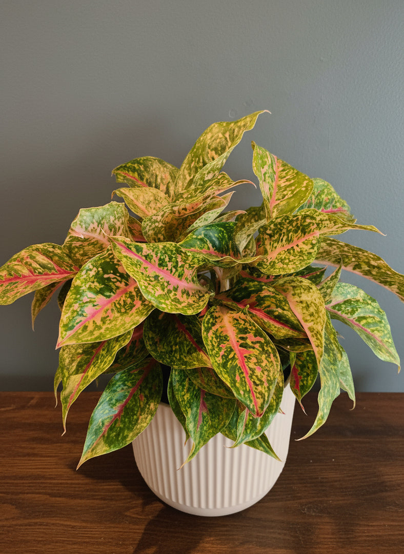 Aglaonema Night Sparkle in a ceramic pot